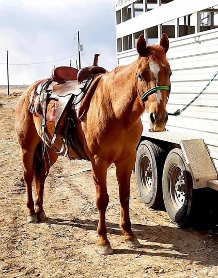 American Quarter Horse Gelding For Sale In Illinois - Leos - MyHorseForSale.com Equine Classifieds Horses For Sale Near Me, Quarter Horses For Sale, Horse For Sale, Types Of Horses, American Quarter Horse, Quarter Horses, Saving Grace, Dream Horse, Horses For Sale