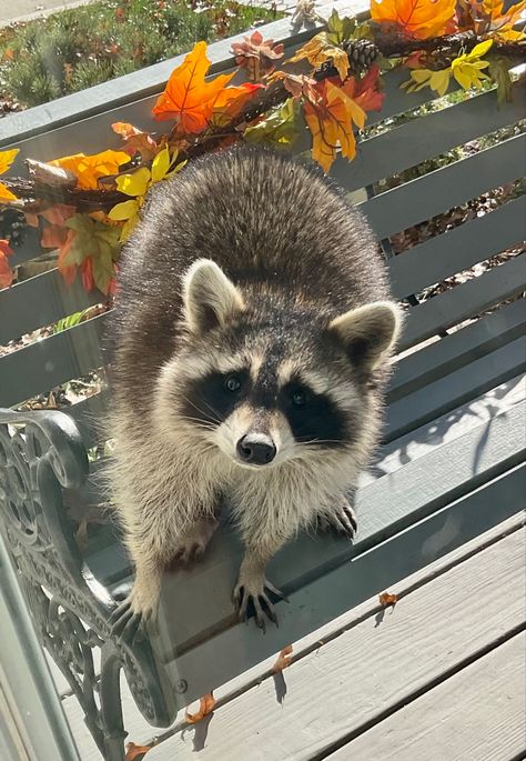 Such a sweet pretty animal.  It was probably hungry and just wanted company.  Could not believe it came this close to the house and seemed to want to play with our dog .  Was not even concerned with all the barking.  Looked very calm and healthy. Racoon Therian, Trash Pandas, Pet Raccoon, Raccoon Dog, Cute Raccoon, Raccoon Funny, Trash Panda, Racoon, Fall Decorations