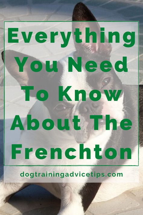 Frenchton Dogs, Frenchton Dog, Dog Facts Interesting, Facts About Dogs, Baggy Bulldogs, Operant Conditioning, Hyper Dog, Puppy Stages, Ellie Mae