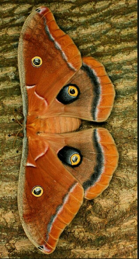 Polyphemus moth Polyphemus Moth Illustration, Polyphemus Moth Tattoos, Moth Pinning, Cool Moths, Orange Moth, Pretty Moths, Silkworm Moth, Polyphemus Moth, Types Of Moths