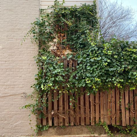 Plant Vines, House Fence, Tomato Vine, Ivy Wall, Fly Trap, Fly Traps, Wooden Fence, Drawing Inspo, Pretty Photos