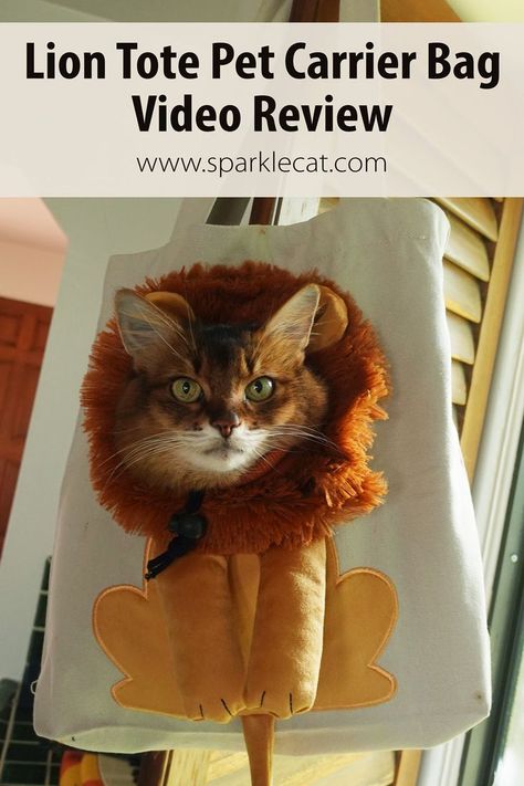 Somali cat in a lion tote pet bag Cat Bag Pattern, Lion Pet, Bag Video, Cat Carrier Bag, Lion Cat, Pet Carrier Bag, Sewing Crafts Tutorials, Cute Lion, Cat Help