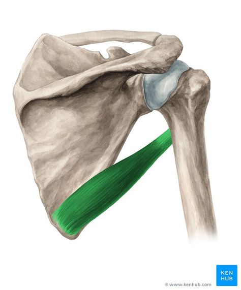 This article describes the anatomy of the upper limb muscles, including their attachments, actions and location. Learn this topic now at Kenhub!