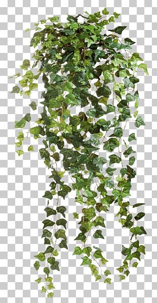 Drawing Vines, Ivy Drawing, Trees Top View, Tree Photoshop, Ivy Plant, Vines Leaves, Flower Png Images, Ivy Plants, Architecture Graphics