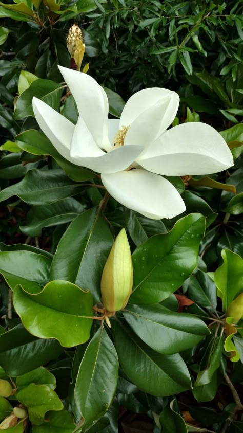 Magnolia blossoms invoke memories of my childhood summers. The fragrance is delicate and fresh, citrus-like. The flowers are 8 to 10 inches across. We used the leaves to decorate for Christmas. The old trees are huge. Southern Magnolia Flower, Open Magnolia Flower, Magnolia Soulangeana Tree, Flowers Magnolia, Magnolia Grandiflora Tree, Flower Trees, Magnolia Tattoo, Magnolia Leaf, Decorate For Christmas