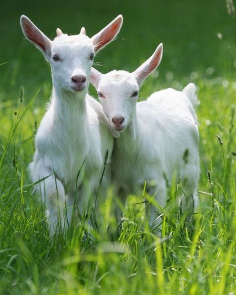 Dairy Goat Breeds, Nubian Goats, Goat Breeds, Alpine Goats, Welcome New Baby, Cherry Picking, Strawberry Picking, Dairy Goats, Farm Market