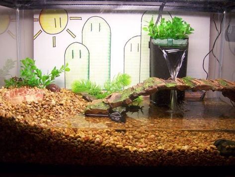 Pet Turtle Care, Aquatic Turtle Tank, Turtle Cage, Turtles Pet, Turtle Tank Setup, Turtle Enclosure, Turtle Terrarium, Turtle Aquarium, Frog Tank