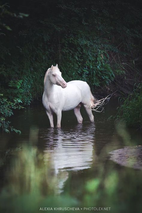 Beautiful Horses Photography, Beautiful Horse Pictures, Most Beautiful Horses, Majestic Horse, All The Pretty Horses, Clydesdale, Majestic Animals, White Horses, Cute Horses