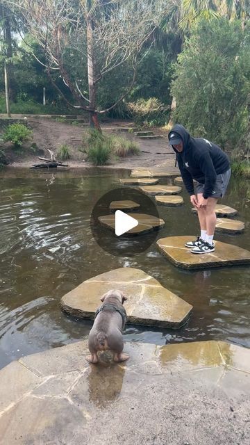 Ronnie on Instagram: "Ronnie learning how to swim and jump today 😂🐶❤️" Dog Run Off Deck, Dogs Being Funny Videos, Puppy Videos Funny Hilarious, Funny Animal Videos Dogs, Animal Videos Cutest, Animal Funny Videos, Funny Pets Videos, Phteven Dog, Ugly Puppies