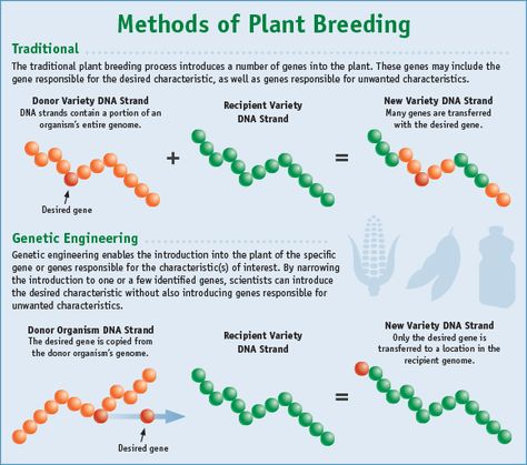 Here's what 9,000 years of breeding has done to corn, peaches, and other crops | Vox | Brad Plumer Recombinant Dna, Synthetic Biology, Agriculture Technology, Golden Rice, Dna Technology, Genetically Modified Food, Plant Breeding, Food Innovation, Selective Breeding