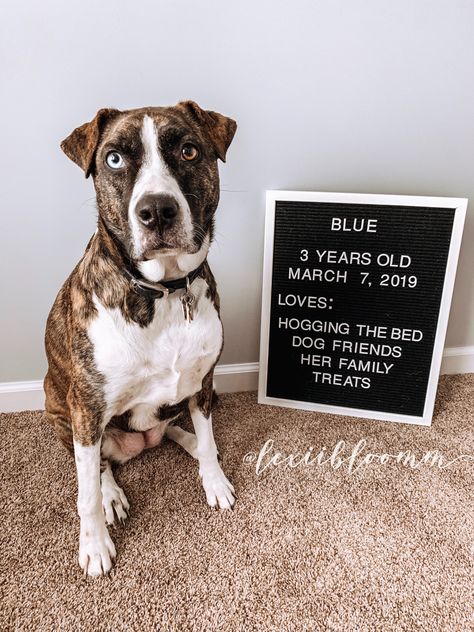 #dog #doglovers #dogmemes #dogbirthday #dogbirthdayparty #letterboard #letterboardquotes #birthday #birthdayletterboard #dogletterboard #dogmodel #happybirthday Birthday Letterboard Quotes, Birthday Letterboard, Dog Birthday Photoshoot, Birthday Party Dog, Doggy Birthday, Letterboard Quotes, Adoption Photos, Birthday Dog, Dog Cakes