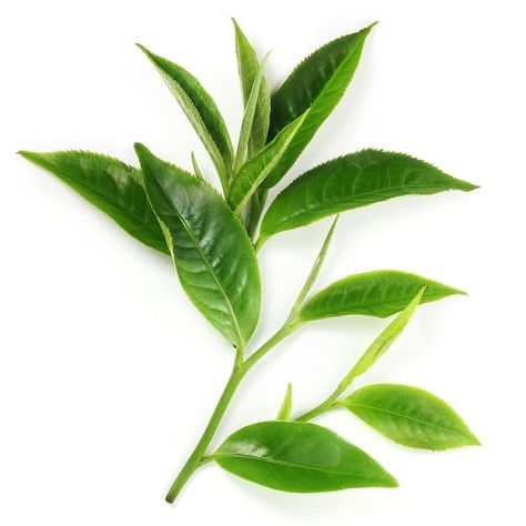 Green Tea Plant, Green Tea Oil, Tea Plant, Camellia Sinensis, Types Of Tea, Natural Care, Wholesale Flowers, How To Treat Acne, All Flowers