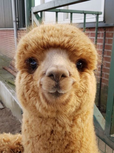 Animal Pics Funny, Alpacas Cute, Cute Animal Pics, Sketches Animals, Lama Animal, Cute Animal Character, Cute Alpaca, Animal Character, Animal Portraits