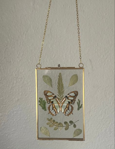 Pinned Butterfly Display, Pinned Butterfly, Butterfly Terrarium, Butterfly Room Decor, Butterfly Display, Dorm Stuff, Butterfly Taxidermy, Butterfly Room, Deco Salon