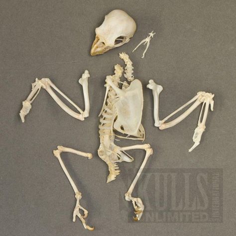 Common Marmoset, Comparative Anatomy, Bird Skeleton, Bird Bones, Cockatiel Bird, Animal Skeletons, Bone Crafts, Vulture Culture, Crows Ravens