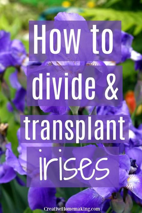 How And When To Divide Iris, When To Divide Iris Bulbs, Transplanting Iris In Spring, When To Move Iris Bulbs, Dividing Iris Plants, How To Plant Irises, Replanting Iris Bulbs, Iris Care After Bloom, Iris Beds Flowers Garden