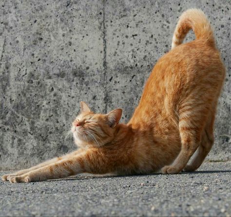 Cat Positions, Animal Poses, Colorful Hairstyles, Cat Stretching, Cat Anatomy, Cat Reference, Arte Van Gogh, Cat Stands, Lots Of Cats