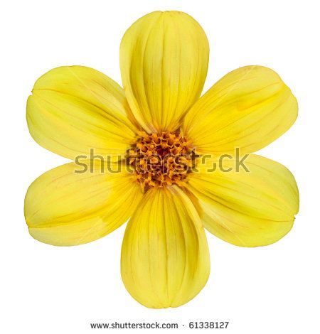 Six Fresh Petals of Beautiful Yellow Dahlia Flower Isolated on White Background Yellow Dahlia Flower, Yellow Flower Wallpaper, Yellow Dahlia, Flowers Black Background, Yellow Rose Flower, Daisy Wallpaper, Flower Close Up, Rose Flower Wallpaper, Flowery Wallpaper