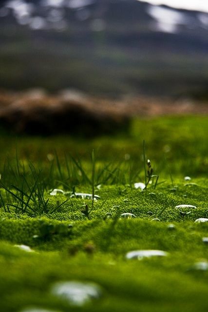 Growing Moss, Plant Fungus, Moss Garden, Photo Background Images, Water Droplets, Image Hd, Photo Backgrounds, Macro Photography, Mother Earth