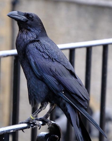 Raven Flying, Crow Photography, Raven Pictures, Crow Pictures, Crow Flying, Crows Drawing, Raven Bird, Royal Palaces, The Tower Of London