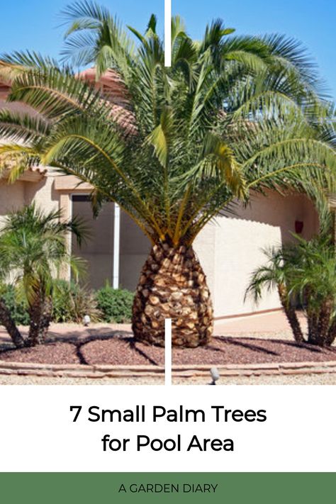 Discover the key to turning your pool space into a tropical oasis using these seven petite palm trees that not only add charm but also offer useful advantages. Create a serene and exotic atmosphere right in your backyard with these beautiful and practical plant options. Palm Tree By Pool, Palm Tree Container Ideas, Small Palm Trees Landscaping, Trees For Pool Area, Palm Tree Landscape Ideas Front Yards, Palm Tree Types, Plants Around Pool, Centipede Grass, Florida Palm Trees