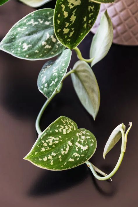 Definitive Silver Satin Pothos Care Guide Silver Satin Pothos, Scindapsus Pictus Exotica, Pothos Care, Satin Pothos, Scindapsus Pictus, Silver Plant, Plant Guide, House Plants, To Grow