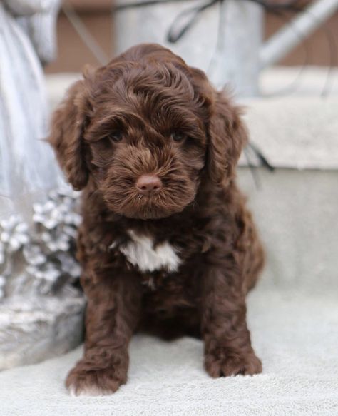 Chocolate Australian Labradoodle, Labradoodle Full Grown, Labradoodle Chocolate, Toy Labradoodle, Chocolate Labradoodle Puppy, Labradoodle Breeders, Chocolate Labradoodle, Australian Labradoodle Puppies, Baby Pets