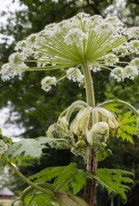 Hogweed Plant, Cow Parsnip, Toxic Plants, Ideal Shape, Poisonous Plants, Invasive Plants, Environmental Conservation, Ornamental Plants, Garden Set