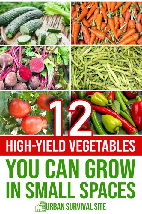 Victory Garden Plans, Outdoor Shrubs, Growing Cucumbers Vertically, Green Onions Growing, Growing Beets, Garden Ideas For Small Spaces, Biodiversity Loss, Compact Garden, Growing Cilantro