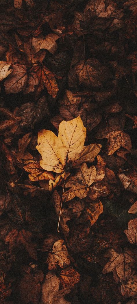 Dark Autumn Phone Wallpaper, Fall Backgrounds Iphone Aesthetic Dark, Fall Iphone Wallpaper Aesthetic Dark, Fall Phone Wallpaper Aesthetic Dark, Black Fall Wallpaper, Dark Autumn Wallpaper, Dark Autumn Aesthetic Wallpaper, Dark Fall Aesthetic Wallpaper, Scorpion Aesthetic