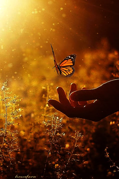 Butterfly Gif, Beauty Soul, Hybrid Art, Desktop Background Pictures, Fairytale Photography, Animated Love Images, Beautiful Flowers Wallpapers, Foto Art, Beautiful Gif