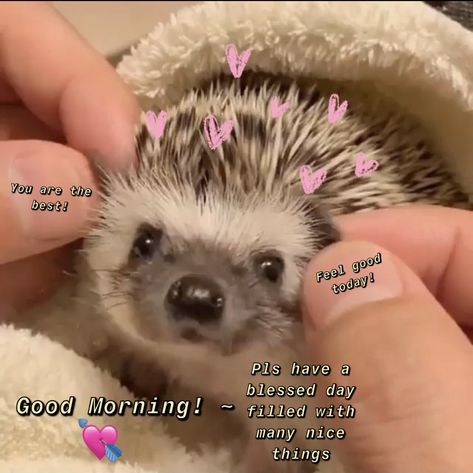 Wholesome Pictures Good Morning, Gm Cat Pics, Good Morning Wholesome Pics, Good Morning Reaction Pic Cute, Wholesome Messages For Friends, Cute Memes For Her, Cute Messages For Her, Goodmorning Cute, Good Morning Cutie