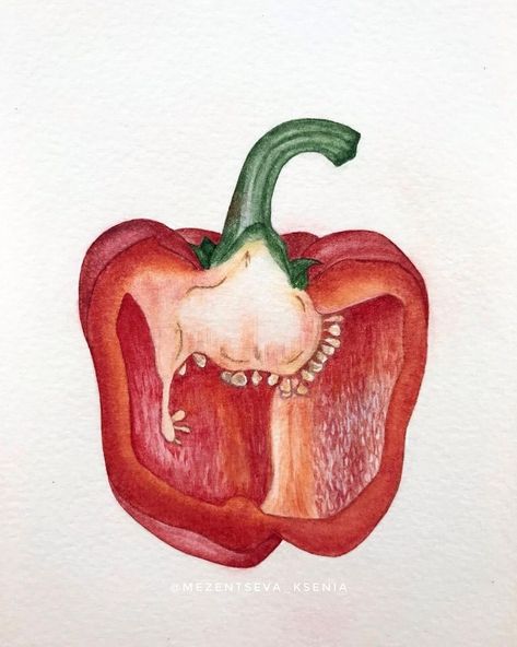 Watercolor Bell Pepper, Fruit And Veg Drawings, Pepper Watercolor, Pepper Drawing, Vegetable Drawings, Office Admin, Vegetable Drawing, Vegetable Print, Gcse Art Sketchbook