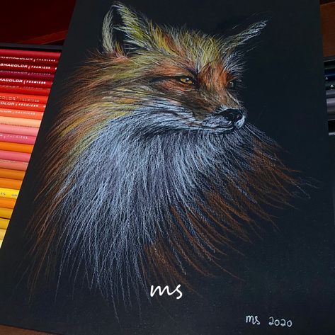 Fox Drawing timelapse on Black Paper. PrismaColor Premier on Daler Rowney Canford Animal Art On Black Paper Art, Art Black Paper, Black Paper Art, Pencil On Black Paper, Black Sketchbook, Colour Pencil Drawing, Heron Art, Fox Drawing, Black Paper Drawing