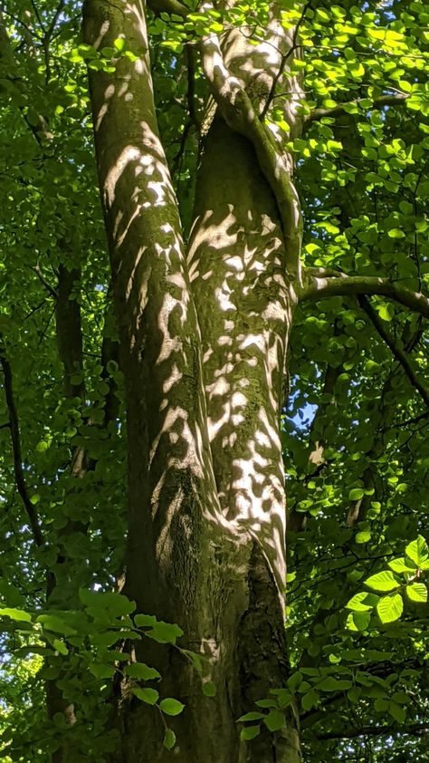 Shadow Forest, Shadow Tree, Shadow Painting, Forest Light, Shadow Photography, Dappled Light, Dark Grunge, Shadow Photos, Leaf Drawing