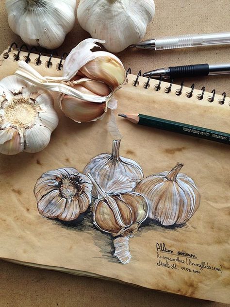 Garlic Illustration, Botanical Sketchbook, Gcse Art Sketchbook, A Level Art Sketchbook, Watercolor Pencil, Illustration Watercolor, Toned Paper, Pencil Art Drawings, Paper Drawing