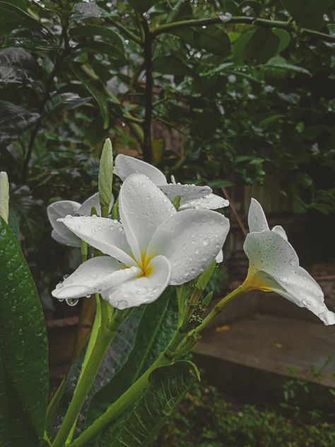 Rain Photo Aesthetic, Rain And Flowers Photography, Rainy Day Flowers Aesthetic, Flower In Rain Photography, Rain Nature Photography, Flowers In Rain Aesthetic, Aesthetic Barish, Rain And Flowers Aesthetic, Rain Images Photography