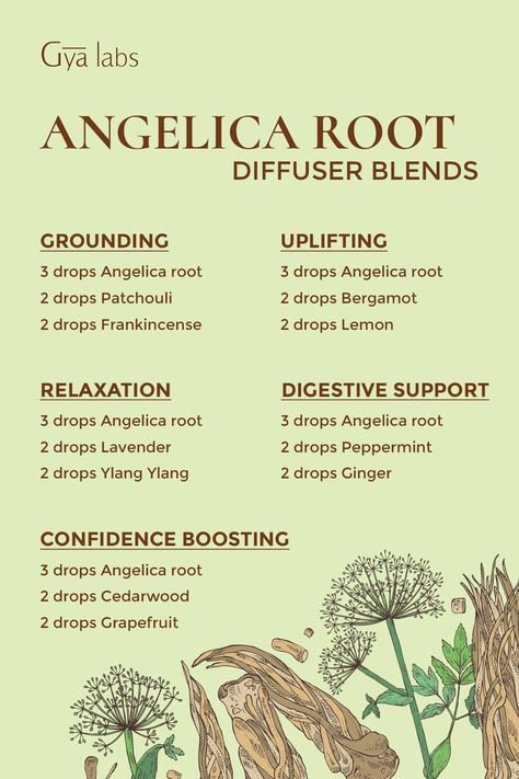 Angelica Root Benefits, Angelica Benefits, Angelica Root, Essential Oil Usage, Essential Oil Combinations, Essential Oil Diffuser Recipes, Oil Diffuser Recipes, Essential Oil Benefits, Diffuser Recipes