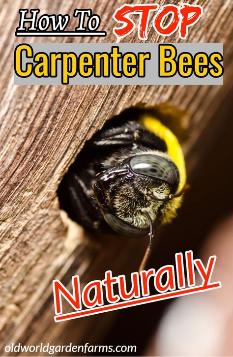 Carpenter Bee House, Wood Bees How To Get Rid Of, Carpenter Bee Repellent Diy, Carpenter Bee Trap Diy, Carpenter Bees How To Get Rid Of, How To Get Rid Of Carpenter Bees, How To Get Rid Of Bees Outside House, Bee Deterrent, Natural Bee Repellent