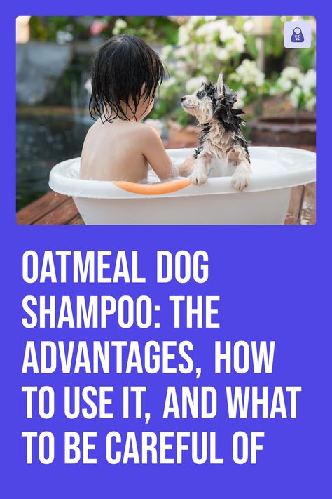 dogs, pets, shampoo, oatmeal shampoo Oatmeal Dog Shampoo, Dogs Tips, Isle Of Dogs, Pet Shampoo, Dog Skin, Dog Shampoo, Itchy Skin, Natural Cleaning Products, Shampoos