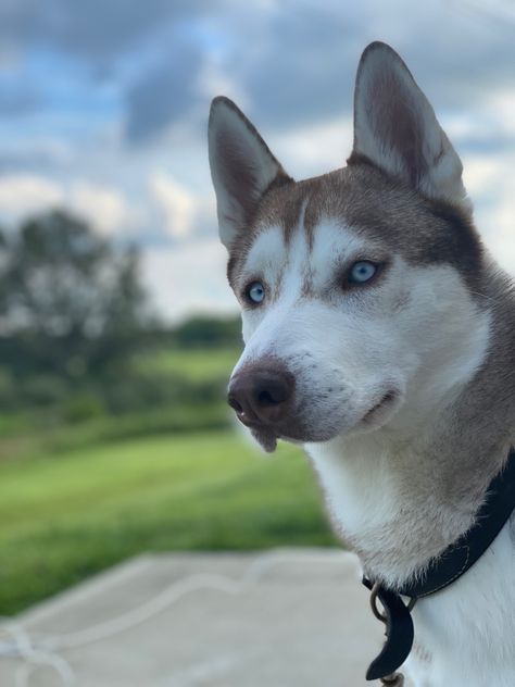 Siberian Husky, Husky, Dogs, Animals