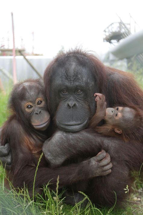 GALLERY: Happy 30th birthday Monkey World! We look back at the centre through the years | Bournemouth Echo Monkey Family, Family Monkey, African Monkey, Group Of Monkeys Pictures, Monkeys, Monkey Species, Monkey World, Indian Monkey Photography, Baby Orangutan