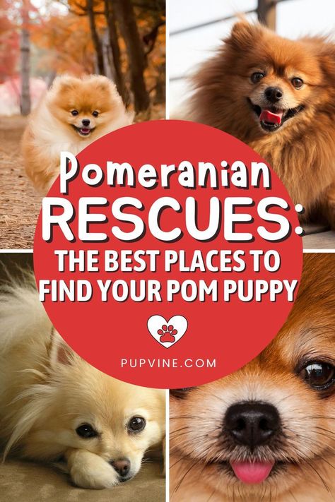 Pomeranian rescues – an essential guide to Pom adoption, with a list of the best Pomeranian rescue centers in the United States. Pomeranian Rescue, Pom Puppy, Pomeranian Lovers, Pomeranian Dog, Adoption Process, Animal Sanctuary, Dog Breeder, Rescue Dogs, Humane Society