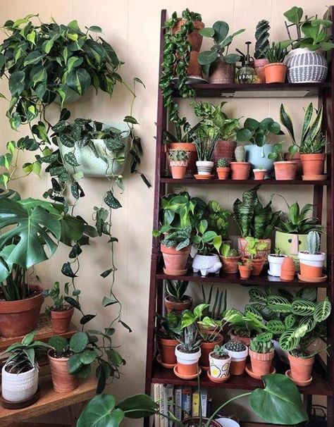 Plant Goals, نباتات منزلية, Plants Are Friends, Retro Room, Plant Decor Indoor, Bedroom Plants, Plant Aesthetic, House Plants Decor, Room With Plants