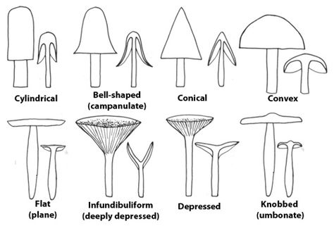 Identifying Mushrooms, Mushroom Environment, Identify Mushrooms, Edible Fungi, Growing Mushrooms At Home, Mushroom Identification, Wild Foraging, Mushroom Growing, Mushroom Crafts