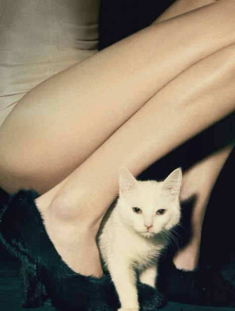 Woman With Cat Aesthetic, Burberry Beauty, Celine Shoes, Curious Cat, Cat Photography, Cat People, Losing A Dog, Cat Aesthetic, Pet Cat