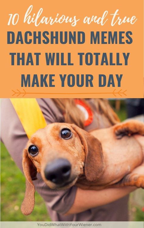 You'll laugh, you'll cry, you'll snort - Funny Dachshund memes and photos that will make your day brighter. Funny Dachshund Pictures, Dachshund Puppy Funny, Dachshund Puppy Training, Dapple Dachshund Puppy, Dachshund Quotes, Dachshund Training, Dachshund Puppies For Sale, Scrub Corpo, Dachshund Puppy Miniature