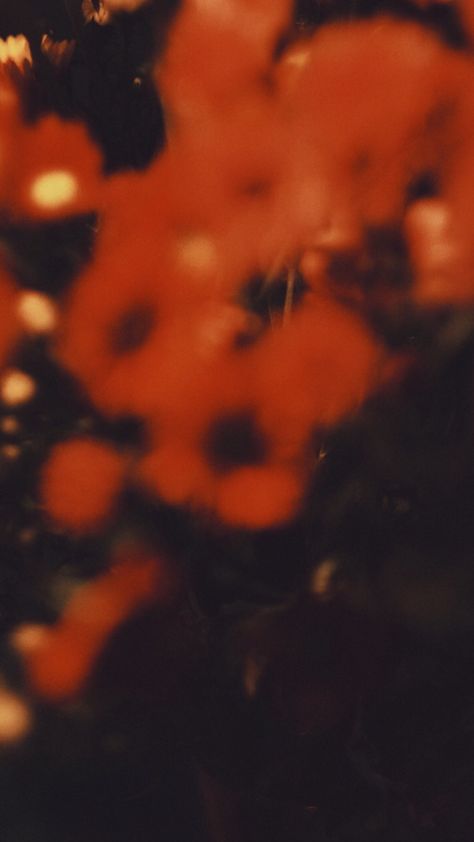 Reverie Aesthetic, Red Flowers Aesthetic Wallpaper, Orange Blurry Aesthetic, Aesthetic Red Flowers Wallpaper, Red Cinematic Photography, Blurry Flowers, Flowers Film Photography, Eve Aesthetic, Red Orange Flowers Aesthetic