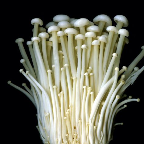 types of mushrooms enoki Mushrooms Growing On Trees, Undead Sorcerer, Mushrooms Enoki, Mushroom Types, Kinds Of Mushrooms, Different Types Of Mushrooms, Different Mushrooms, Food Tattoo, Types Of Mushrooms