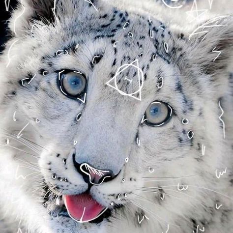 Snow Leopard Therian, Follow For Follow, Cat Hacks, Follow Back, Outline Art, Leopard Animal, Snow Leopard, Please Follow Me, Warrior Cats